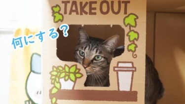 トイレの箱でカフェの店員になる猫達　ガーちゃん店長＆ゴマちゃん（バイト）【リキちゃんねる　猫動画】 キジトラ 猫のいる暮らし