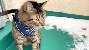 雪が積もったので猫と雪遊びをしたらこうなりましたww【てん動画】