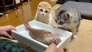 猫たちの前で初めて魚を捌いてみたらまさかのこうなっちゃいました…笑【もちまる日記】