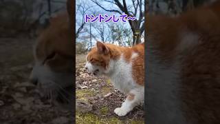 猫の鳴き声が可愛すぎる…【感動猫動画】
