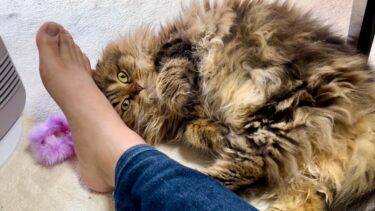 飼い主の足の臭いをマタタビと勘違いした猫がこうなりましたw【ちょりちゃみチャンネル】