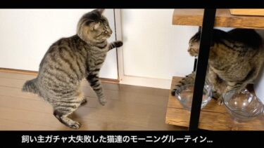 飼い主ガチャ大失敗の猫たちの日常が酷すぎた…【てん動画】