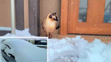 車が大雪に埋まる中シャム猫が外へついて来ようとした結果⛄【CuteWoo】