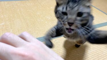 飼い主を自分より格下だと思っている猫…【てん動画】