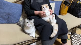 半年ぶりに大好きな祖母と再会したら甘えんぼ猫たちがこうなっちゃいました…【もちまる日記】