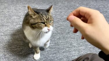 久しぶりに帰省して実家猫を触ろうとした結果…【てん動画】