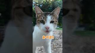 2匹の猫が可愛すぎる【感動猫動画】