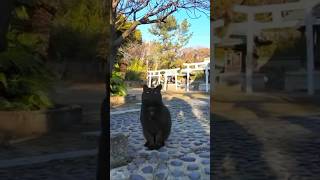 お利口に客人を待つ黒猫【感動猫動画】