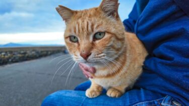 猫島の道路脇で見かけた猫ちゃん、隣に座ると膝の上に乗ってきた【感動猫動画】