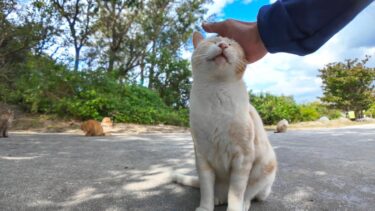 海辺の猫の集会【感動猫動画】