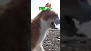甘え上手な猫にタジタジ【感動猫動画】