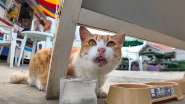 ソフトクリーム屋さんの1番の常連客は猫【感動猫動画】