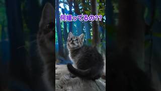 小さい子猫はママを探して…【感動猫動画】