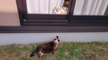 外にいる俺をいつも威嚇するペポ猫にシャム猫の背後から近づいた結果🤠【CuteWoo】