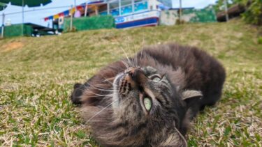 芝生の坂道を下ってきて目の前でゴロンと転がる猫がカワイイ【感動猫動画】