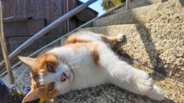 猫島の神社に猫と一緒に行くと階段がなかなか進めない【感動猫動画】