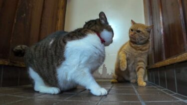 猫の日なんで猫がいる食堂に撮影に行ったら何故かいつもは仲良しの猫達がケンカを始めた【感動猫動画】