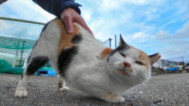 ハートマークの三毛猫ちゃんは腰トントンが好き【感動猫動画】