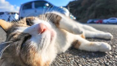 駐車場の猫ちゃん、撫でられる気満々で寝転んでカワイイ【感動猫動画】