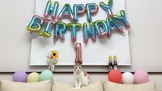 【祝】はな坊、1歳のお誕生日おめでとう！！🎂🎉【もちまる日記】