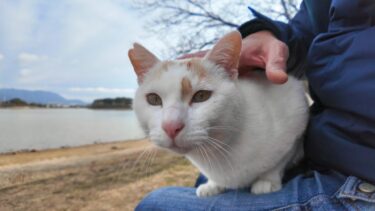 池の畔のベンチに座ると猫がトコトコ歩いてきて隣に座ってきた【感動猫動画】