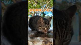 お水を飲む姿が可愛い猫【感動猫動画】