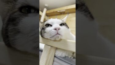 どっちも無防備すぎるやろ！【ひのき猫】