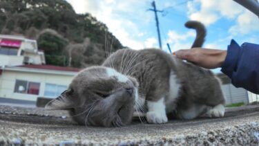 駐車場にいたグレーの猫を撫でるゴロゴロ言って甘えてきてカワイイ【感動猫動画】