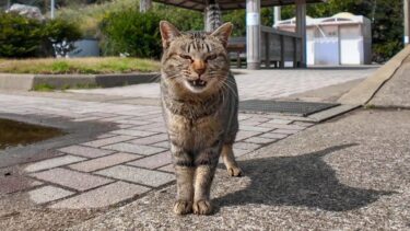 猫島に着くと港付近の猫が出迎えてくれて嬉しい【感動猫動画】