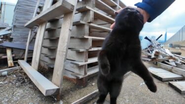 漁港にいた黒猫ちゃん、撫でると足元に降りて甘えてきてカワイイ【感動猫動画】