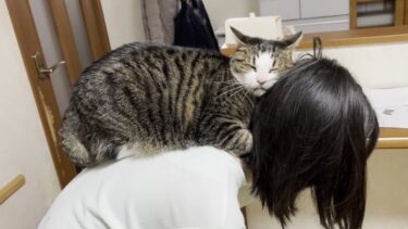 娘にスリスリすることを思い出した猫【ひのき猫】