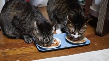 ひと(他猫)のおやつ残量を気にしながら爆速で食べる兄猫＆何があってもマイペースな弟猫　【リキちゃんねる　猫動画】 キジトラ 猫のいる暮らし