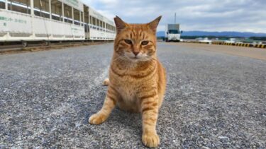 フェリー乗り場で乗船客を見送る猫ちゃんをナデナデしてきた【感動猫動画】