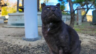 神社に行ったら黒猫ちゃんがモフられに出てきた【感動猫動画】