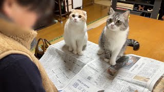 ばあばが新聞を読んでたら遊んでほしい猫たちが集まってきてこうなってました…笑【もちまる日記】