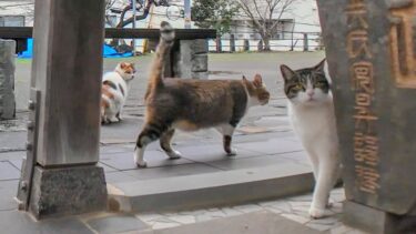神社で行われる朝の猫集会に行ってきた【感動猫動画】