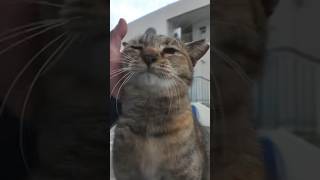 撫でられるのが大好きにゃ！！😾【感動猫動画】