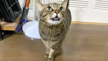 確実に日本語の意味を理解してしゃべる猫…【てん動画】