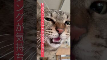 キジトラのまん丸男子オジャコ♡お尻ブラッシングが気持ち良すぎてええ声で鳴きます♡ #cat #シェルター #保護猫 #保護猫シェルター #ねこ【hibineco／保護猫シェルター】