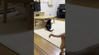 豆大福、手も足もでない【ひのき猫】