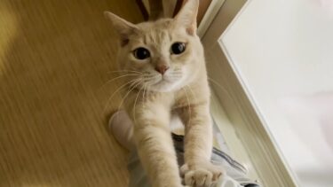 家族みんなに可愛がられるひのきです【ひのき猫】