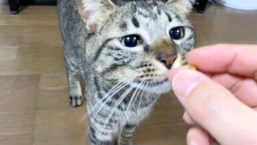 猫と一緒に豆まきをしたら可愛すぎたww【てん動画】