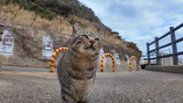 海沿いの神社に行くと猫がトコトコ歩いてきた【感動猫動画】