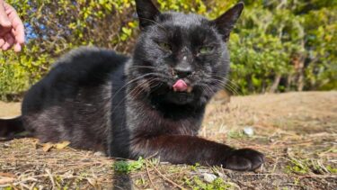 草むらから黒猫ちゃんがモフられに出てきた【感動猫動画】