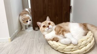 半年ぶりに兄の姿を見た猫がまさかのこうなっちゃいました…【もちまる日記】