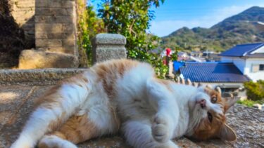 神社の階段を登って行くと猫が現れた【感動猫動画】