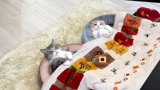 こたつに猫ベッドを置いたら猫たちが極楽すぎてこうなってました…笑【もちまる日記】