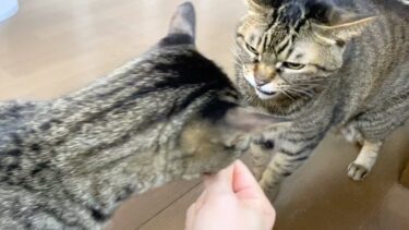 猫たちにバレンタインをあげたら興奮しすぎてこうなりました…【てん動画】