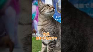懐っこい猫が店番してた😸【感動猫動画】