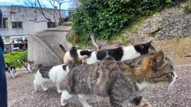 港近くの集会中の猫達「この勢いで坂の上の集会にみんなで行くニャン!」【感動猫動画】